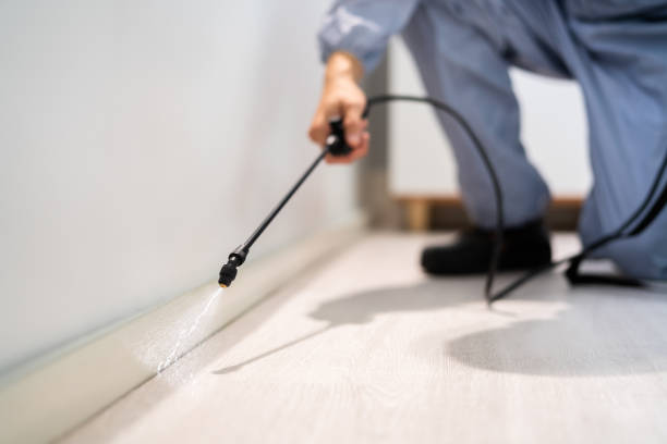 Licensed Wasp Removal service in Otterbein, IN - Show Me Pest Control